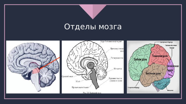 Отделы мозга 