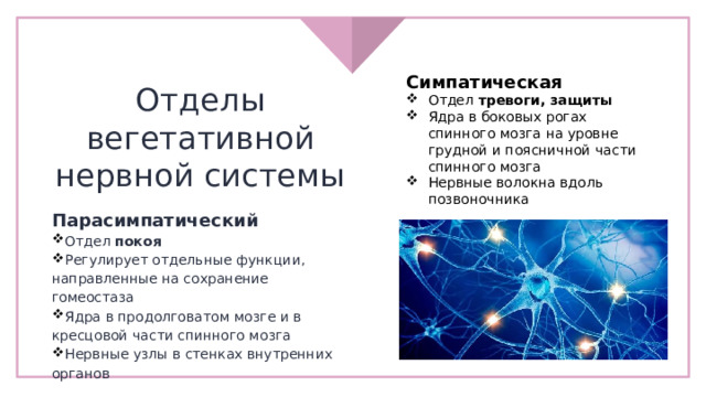 Симпатическая Отдел тревоги, защиты Ядра в боковых рогах спинного мозга на уровне грудной и поясничной части спинного мозга Нервные волокна вдоль позвоночника Отделы вегетативной нервной системы Парасимпатический Отдел покоя Регулирует отдельные функции, направленные на сохранение гомеостаза Ядра в продолговатом мозге и в кресцовой части спинного мозга Нервные узлы в стенках внутренних органов 