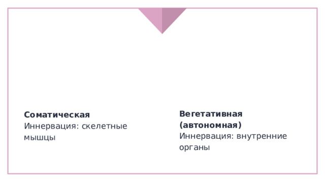 Функциональная классификация нервной системы Вегетативная (автономная) Иннервация: внутренние органы Соматическая Иннервация: скелетные мышцы 