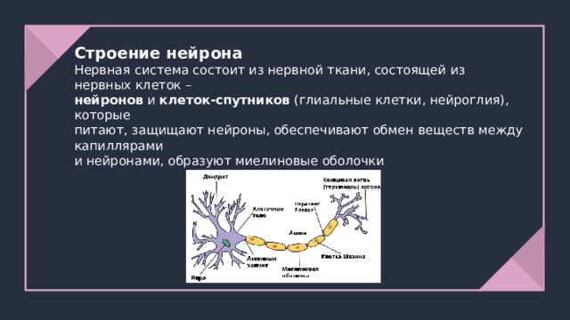Строение нейрона  Нервная система состоит из нервной ткани, состоящей из нервных клеток –  нейронов и клеток-спутников (глиальные клетки, нейроглия), которые  питают, защищают нейроны, обеспечивают обмен веществ между капиллярами  и нейронами, образуют миелиновые оболочки 