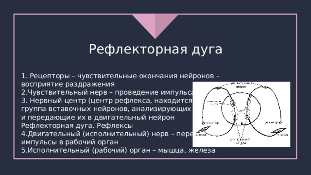 Рефлекторная дуга 1. Рецепторы – чувствительные окончания нейронов - восприятие раздражения 2.Чувствительный нерв – проведение импульса 3. Нервный центр (центр рефлекса, находится в ЦНС) - группа вставочных нейронов, анализирующих импульсы и передающие их в двигательный нейрон Рефлекторная дуга. Рефлексы 4.Двигательный (исполнительный) нерв – передает импульсы в рабочий орган 5.Исполнительный (рабочий) орган – мышца, железа 
