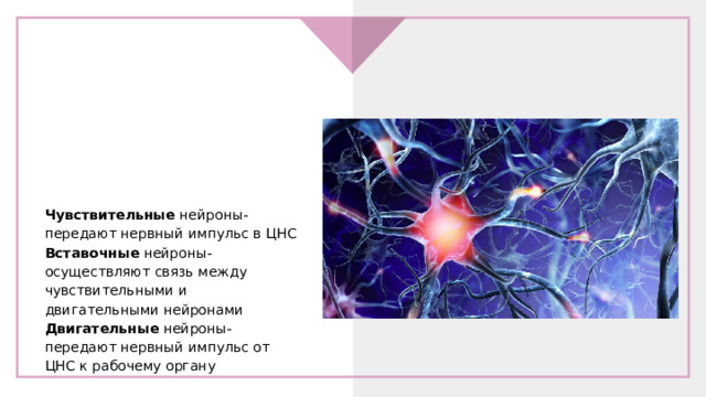  классификация нейронов по функциям Чувствительные нейроны-передают нервный импульс в ЦНС Вставочные нейроны-осуществляют связь между чувствительными и двигательными нейронами Двигательные нейроны-передают нервный импульс от ЦНС к рабочему органу 