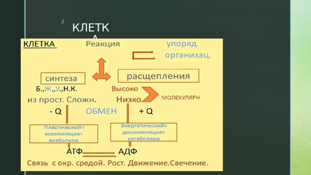 КЛЕТКА 
