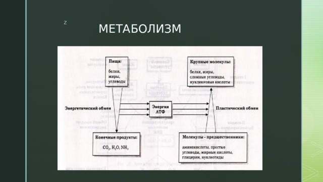 МЕТАБОЛИЗМ 