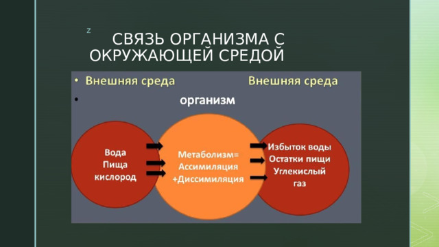 СВЯЗЬ ОРГАНИЗМА С ОКРУЖАЮЩЕЙ СРЕДОЙ 