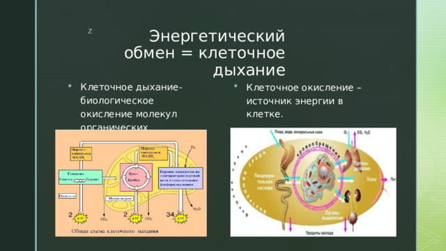 Энергетический обмен = клеточное дыхание Клеточное окисление –источник энергии в клетке.  Клеточное дыхание- биологическое окисление молекул органических соединений. 