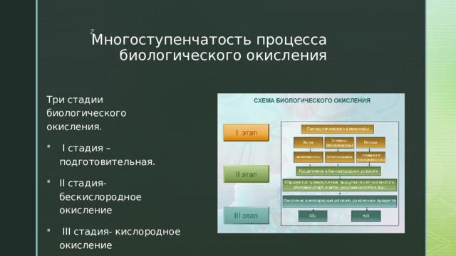 Многоступенчатость процесса биологического окисления Три стадии биологического окисления.  I стадия – подготовительная. II стадия- бескислородное окисление  III стадия- кислородное окисление 