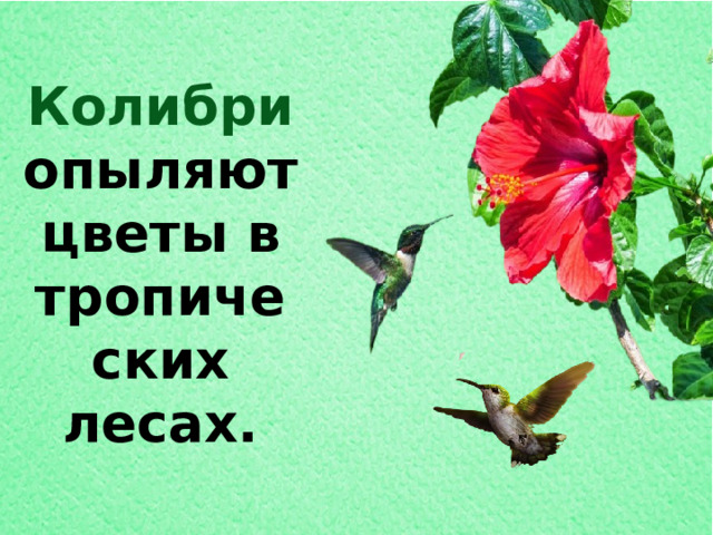 Цветок там и медок