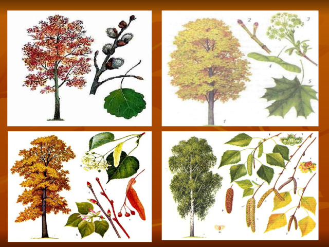 Листопадные деревья: осина, клен, липа, береза…  