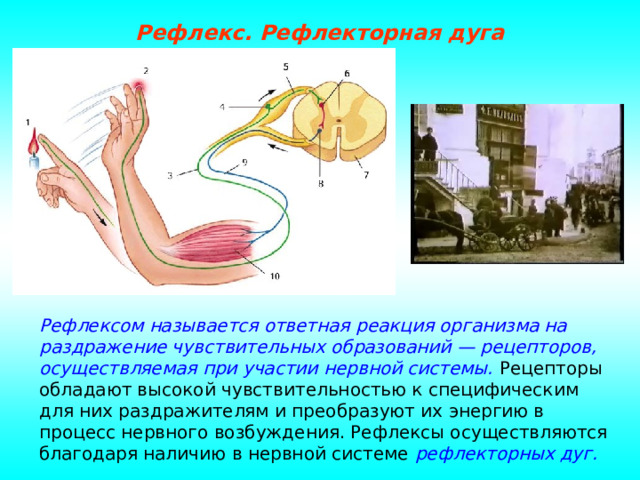 Рефлекс. Рефлекторная дуга Рефлексом называется ответная реакция организма на раздражение чувствительных образований — рецепторов, осуществляемая при участии нервной системы. Рецепторы обладают высокой чувствительностью к специфическим для них раздражителям и преобразуют их энергию в процесс нервного возбуждения. Рефлексы осуществляются благодаря наличию в нервной системе рефлекторных дуг. 