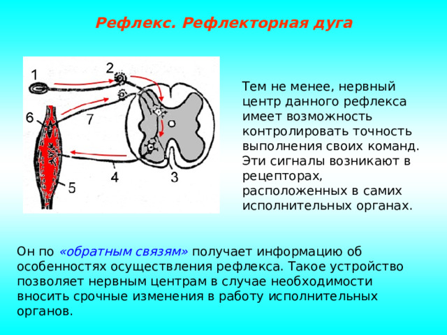 Рефлекс. Рефлекторная дуга Тем не менее, нервный центр данного рефлекса имеет возможность контролировать точность выполнения своих команд. Эти сигналы возникают в рецепторах, расположенных в самих исполнительных органах. Он по «обратным связям» получает информацию об особенностях осуществления рефлекса. Такое устройство позволяет нервным центрам в случае необходимости вносить срочные изменения в работу исполнительных органов. 