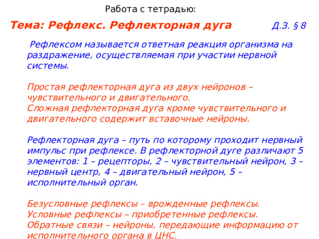 Работа с тетрадью: Тема: Рефлекс. Рефлекторная дуга     Д.З. § 8    Рефлексом называется ответная реакция организма на раздражение, осуществляемая при участии нервной системы.   Простая рефлекторная дуга из двух нейронов – чувствительного и двигательного.  Сложная рефлекторная дуга кроме чувствительного и двигательного содержит вставочные нейроны.   Рефлекторная дуга – путь по которому проходит нервный импульс при рефлексе. В рефлекторной дуге различают 5 элементов: 1 – рецепторы, 2 – чувствительный нейрон, 3 – нервный центр, 4 – двигательный нейрон, 5 – исполнительный орган.   Безусловные рефлексы – врожденные рефлексы.  Условные рефлексы – приобретенные рефлексы.  Обратные связи – нейроны, передающие информацию от исполнительного органа в ЦНС. 