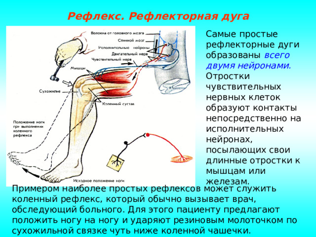 Рефлекс. Рефлекторная дуга Самые простые рефлекторные дуги образованы всего двумя нейронами. Отростки чувствительных нервных клеток образуют контакты непосредственно на исполнительных нейронах, посылающих свои длинные отростки к мышцам или железам. Примером наиболее простых рефлексов может служить коленный рефлекс, который обычно вызывает врач, обследующий больного. Для этого пациенту предлагают положить ногу на ногу и ударяют резиновым молоточком по сухожильной связке чуть ниже коленной чашечки. 