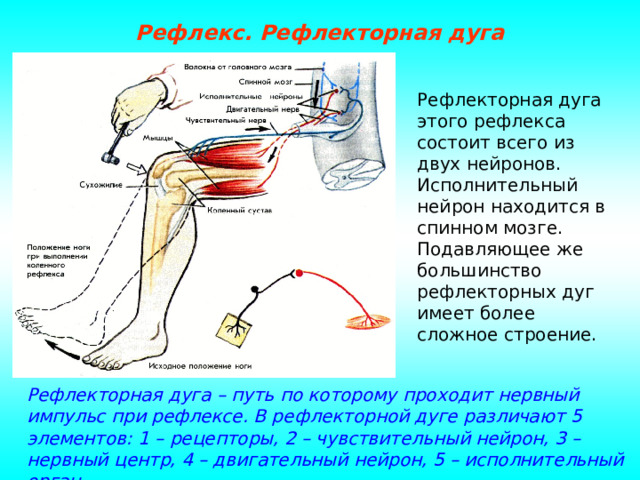 Рефлекс. Рефлекторная дуга Рефлекторная дуга этого рефлекса состоит всего из двух нейронов. Исполнительный нейрон находится в спинном мозге. Подавляющее же большинство рефлекторных дуг имеет более сложное строение. Рефлекторная дуга – путь по которому проходит нервный импульс при рефлексе. В рефлекторной дуге различают 5 элементов: 1 – рецепторы, 2 – чувствительный нейрон, 3 – нервный центр, 4 – двигательный нейрон, 5 – исполнительный орган. 