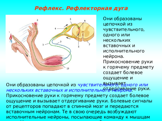 Рефлекс. Рефлекторная дуга Они образованы цепочкой из чувствительного, одного или нескольких вставочных и исполнительного нейрона. Прикосновение руки к горячему предмету создает болевое ощущение и вызывает отдергивание руки. Они образованы цепочкой из чувствительного, одного или нескольких вставочных и исполнительного нейрона . Прикосновение руки к горячему предмету создает болевое ощущение и вызывает отдергивание руки. Болевые сигналы от рецепторов попадают в спинной мозг и передаются вставочным нейронам. Те в свою очередь возбуждают исполнительные нейроны, посылающие команду к мышцам руки. Мышцы сокращаются, и рука сгибается.  