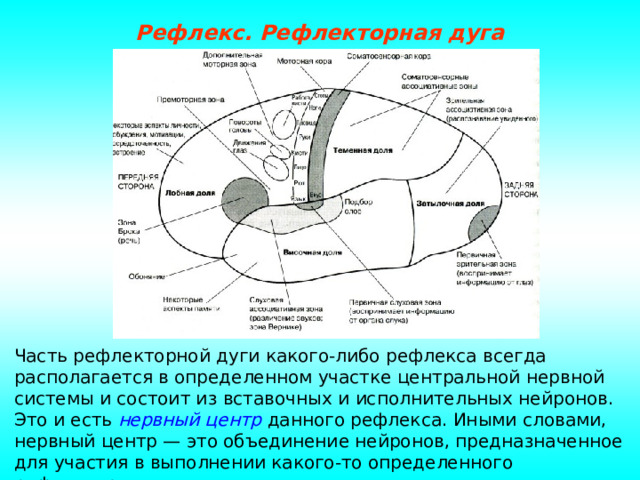 Составные части дуги рефлекса картинка