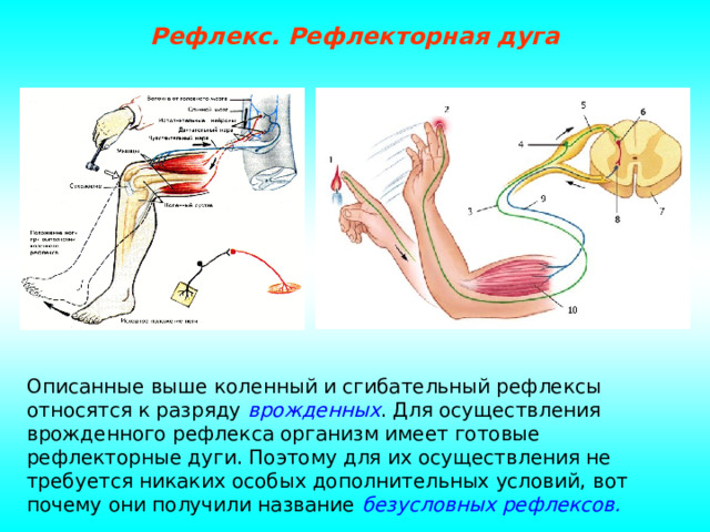 Рефлекс. Рефлекторная дуга Описанные выше коленный и сгибательный рефлексы относятся к разряду врожденных . Для осуществления врожденного рефлекса организм имеет готовые рефлекторные дуги. Поэтому для их осуществления не требуется никаких особых дополнительных условий, вот почему они получили название безусловных рефлексов. 