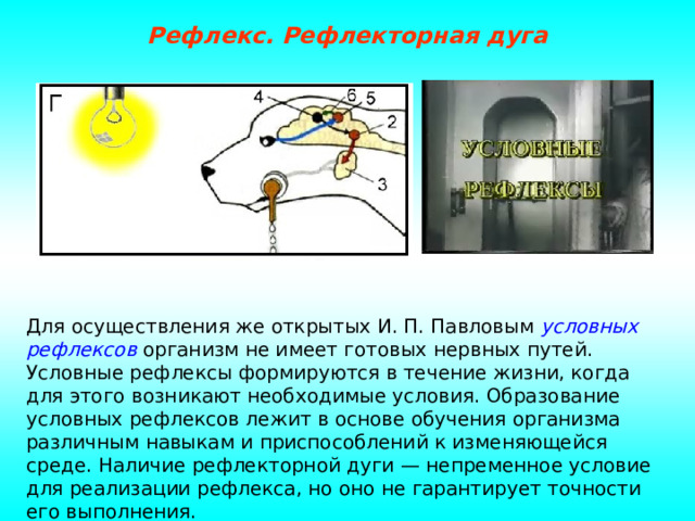 Рефлекс. Рефлекторная дуга Для осуществления же открытых И. П. Павловым условных рефлексов  организм не имеет готовых нервных путей. Условные рефлексы формируются в течение жизни, когда для этого возникают необходимые условия. Образование условных рефлексов лежит в основе обучения организма различным навыкам и приспособлений к изменяющейся среде. Наличие рефлекторной дуги — непременное условие для реализации рефлекса, но оно не гарантирует точности его выполнения. 