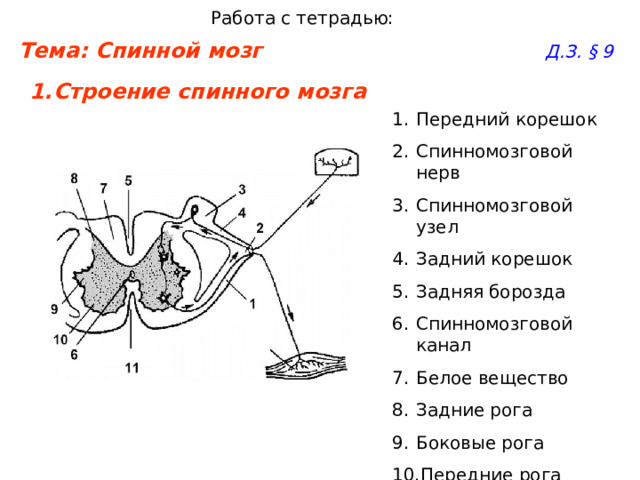 Спинномозговой узел рисунок