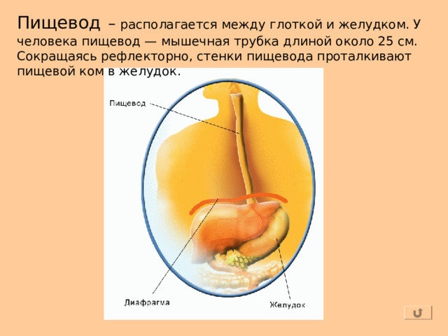 Пищевод  – располагается между глоткой и желудком. У человека пищевод — мышечная трубка длиной около 25 см. Сокращаясь рефлекторно, стенки пищевода проталкивают пищевой ком в желудок. 