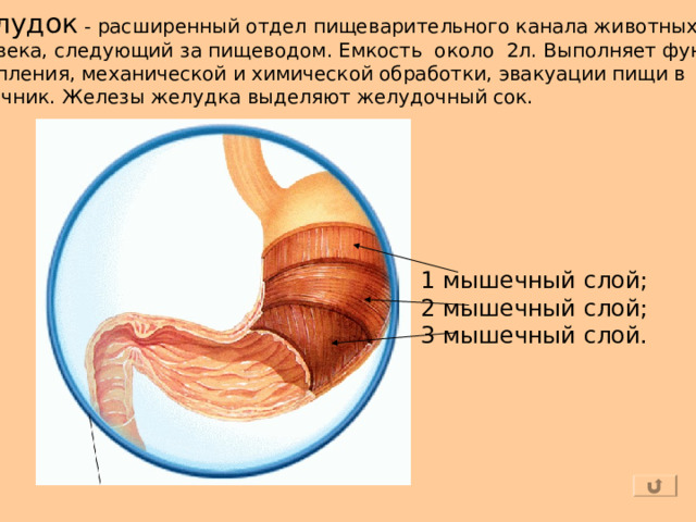 Желудок - расширенный отдел пищеварительного канала животных и человека, следующий за пищеводом. Емкость около 2л.  Выполняет функции накопления, механической и химической обработки, эвакуации пищи в кишечник. Железы желудка выделяют желудочный сок. 1 мышечный слой; 2 мышечный слой; 3 мышечный слой. 
