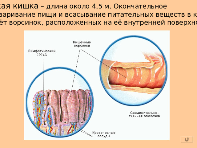 Тонкая кишка – длина около 4,5 м. Окончательное переваривание пищи и всасывание питательных веществ в кровь за счёт ворсинок, расположенных на её внутренней поверхности. 