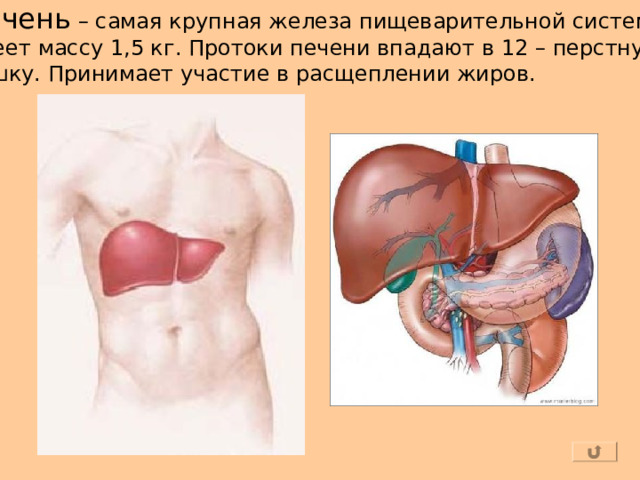 Печень – самая крупная железа пищеварительной системы, имеет массу 1,5 кг. Протоки печени впадают в 12 – перстную кишку. Принимает участие в расщеплении жиров. 