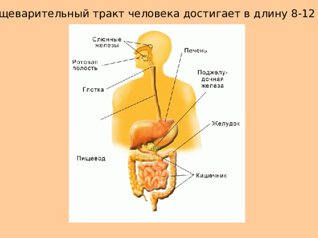 Пищеварительный тракт человека достигает в длину 8-12 м 