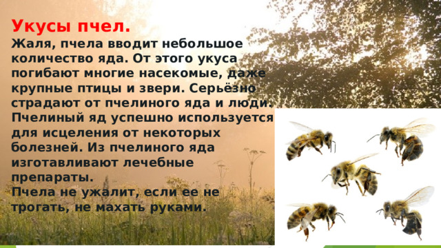 Укусы пчел.  Жаля, пчела вводит небольшое количество яда. От этого укуса погибают многие насекомые, даже крупные птицы и звери. Серьёзно страдают от пчелиного яда и люди. Пчелиный яд успешно используется для исцеления от некоторых болезней. Из пчелиного яда изготавливают лечебные препараты.  Пчела не ужалит, если ее не трогать, не махать руками.    