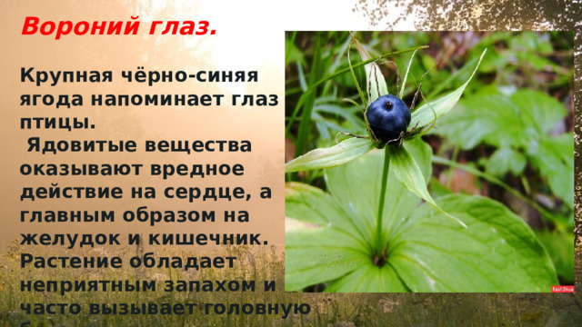 Вороний глаз.    Крупная чёрно-синяя ягода напоминает глаз птицы.  Ядовитые вещества оказывают вредное действие на сердце, а главным образом на желудок и кишечник. Растение обладает неприятным запахом и часто вызывает головную боль. 