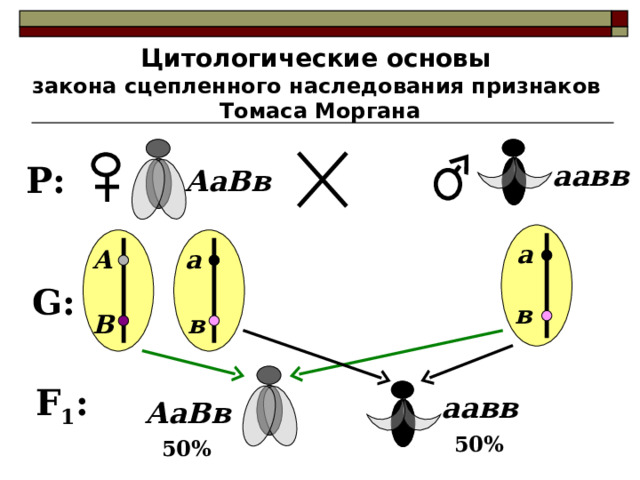 Цитологические основы закона сцепленного наследования признаков Томаса Моргана аавв P : АаВв а а А G : в В в Хромосомы с парой неаллельных признаков расходятся в разные гаметы F 1 : аавв АаВв 5 0% 5 0% 10 