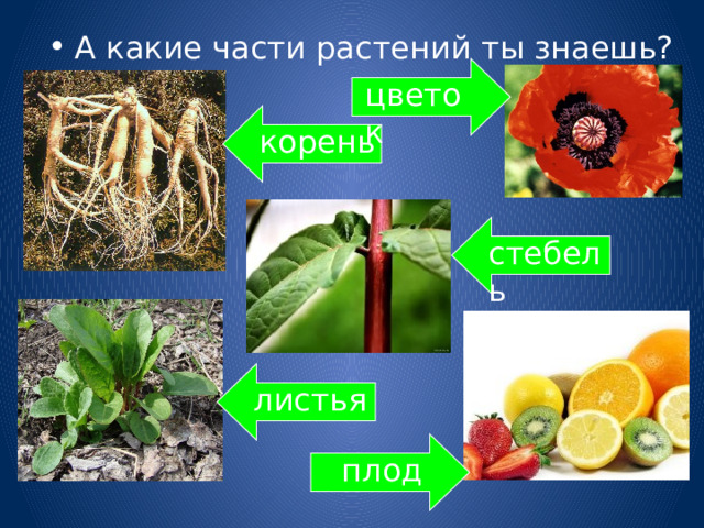 А какие части растений ты знаешь? цветок корень стебель листья плод 