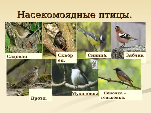 Птицы и насекомые москвы проект