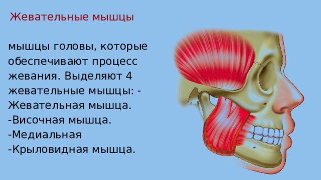 Болят жевательные мышцы. Жевательные и височные мышцы. Жевательные мышцы головы. Височная мышца группа мышц. Восполение жвачной мышцы.