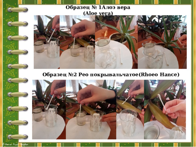 Образец № 1Алоэ вера (Aloe vera)  Образец №2 Рео покрывальчатое(Rhoeo Hance) 