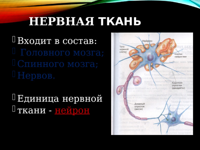 НЕРВНАЯ ТКАНЬ Входит в состав:  Головного мозга; Спинного мозга; Нервов. Единица нервной ткани - нейрон 