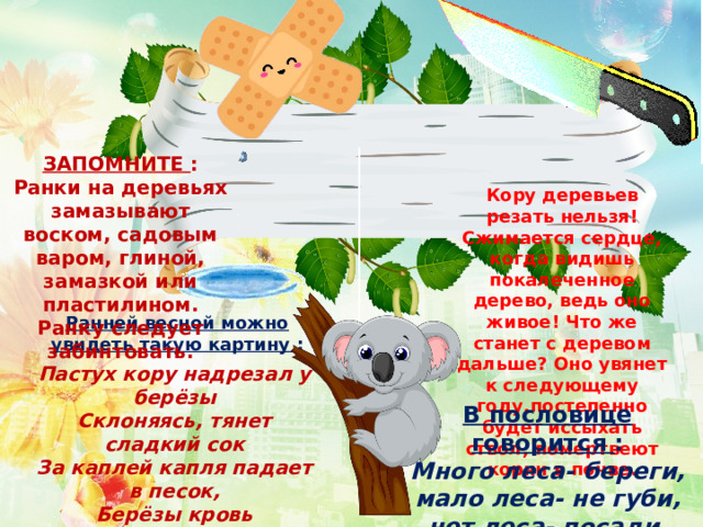 ЗАПОМНИТЕ  : Ранки на деревьях замазывают воском, садовым варом, глиной, замазкой или пластилином. Ранку следует забинтовать. Кору деревьев резать нельзя! Сжимается сердце, когда видишь покалеченное дерево, ведь оно живое! Что же станет с деревом дальше? Оно увянет к следующему году,постепенно будет иссыхать ствол, помертвеют корни в почве. Ранней весной можно увидеть такую картину  : Пастух кору надрезал у берёзы Склоняясь, тянет сладкий сок За каплей капля падает в песок, Берёзы кровь прозрачная как слезы (Ф. Сологуб)  В пословице говорится  : Много леса- береги, мало леса- не губи, нет леса- посади. 