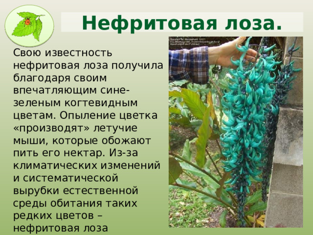 Необычные Цветы Текст - Erpies.ru