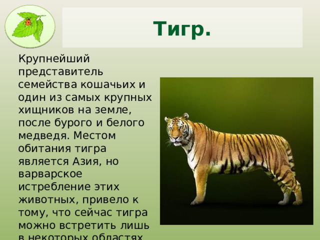 Мы и окружающий мир Проектная деятельность по теме: "Дикие животные." Автор: Фаи