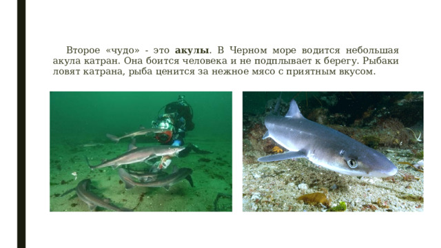 Второе «чудо» - это акулы . В Черном море водится небольшая акула катран. Она боится человека и не подплывает к берегу. Рыбаки ловят катрана, рыба ценится за нежное мясо с приятным вкусом. 