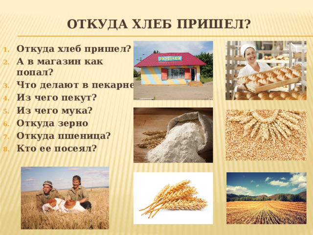 Откуда хлеб пришел? Откуда хлеб пришел? А в магазин как попал? Что делают в пекарне? Из чего пекут? Из чего мука? Откуда зерно Откуда пшеница? Кто ее посеял?  