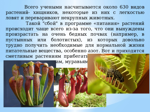  Всего учеными насчитывается около 630 видов растений- хищников, некоторые из них с легкостью ловят и переваривают некрупных животных.  Такой 