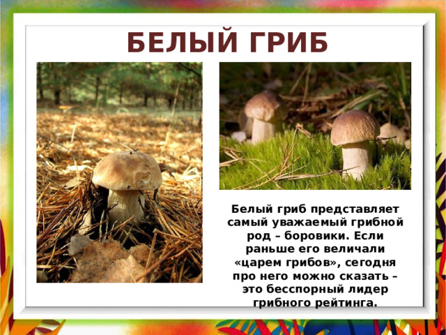  БЕЛЫЙ ГРИБ Белый гриб представляет самый уважаемый грибной род – боровики. Если раньше его величали «царем грибов», сегодня про него можно сказать – это бесспорный лидер грибного рейтинга. 
