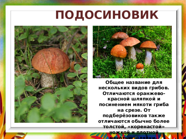  ПОДОСИНОВИК Общее название для нескольких видов грибов. Отличаются оранжево-красной шляпкой и посинением мякоти гриба на срезе. От подберёзовиков также отличаются обычно более толстой, «коренастой» ножкой и плотной мякотью шляпки.  