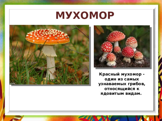  МУХОМОР Красный мухомор - один из самых узнаваемых грибов, относящийся к ядовитым видам.  