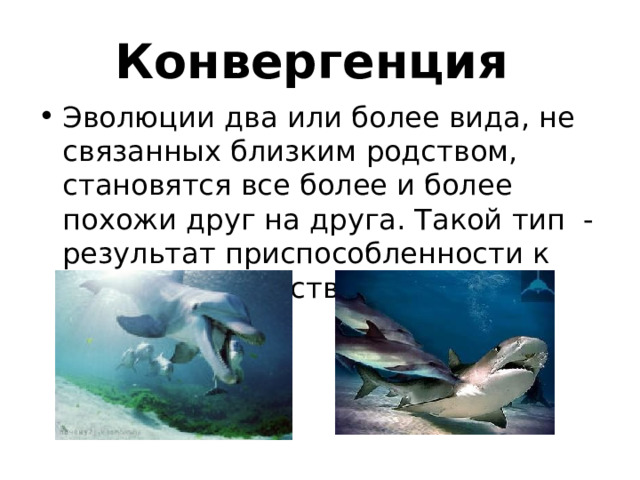 Конвергенция Эволюции два или более вида, не связанных близким родством, становятся все более и более похожи друг на друга. Такой тип - результат приспособленности к условиям существования. 