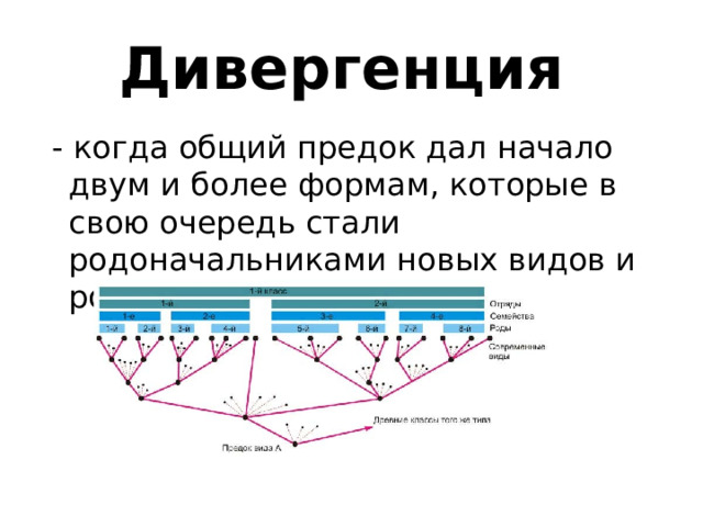 Дивергенция  - когда общий предок дал начало двум и более формам, которые в свою очередь стали родоначальниками новых видов и родов. 