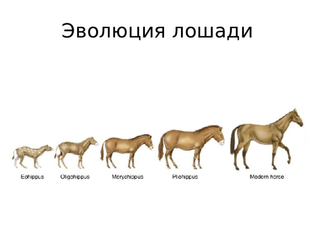 Эволюция лошади 