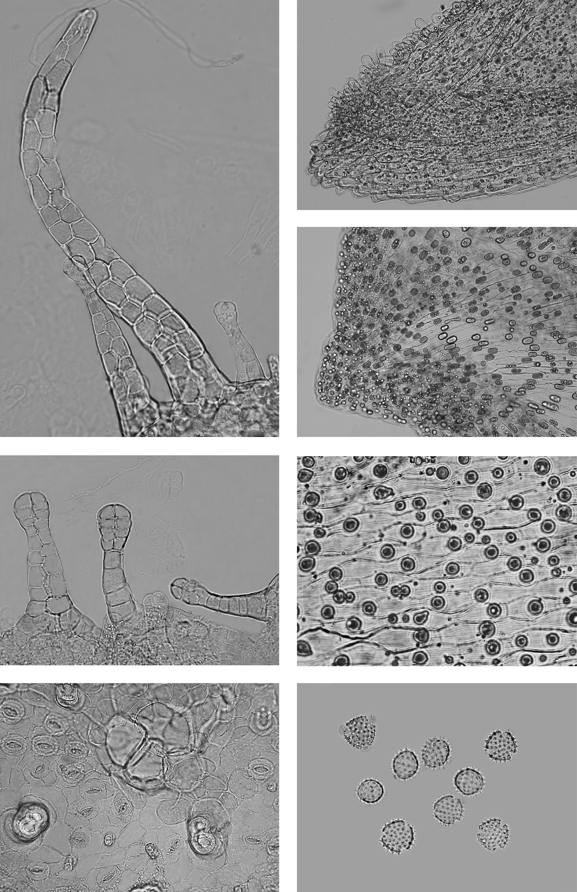 Микроскопический анализ лекарственного растительного. Микроскопия календулы лекарственной цветки. Шалфей микроскопия. Микроскопия цветков ромашки аптечной. Цветки календулы микроскопия рисунок.
