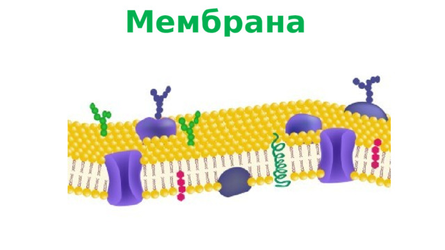  Мембрана   